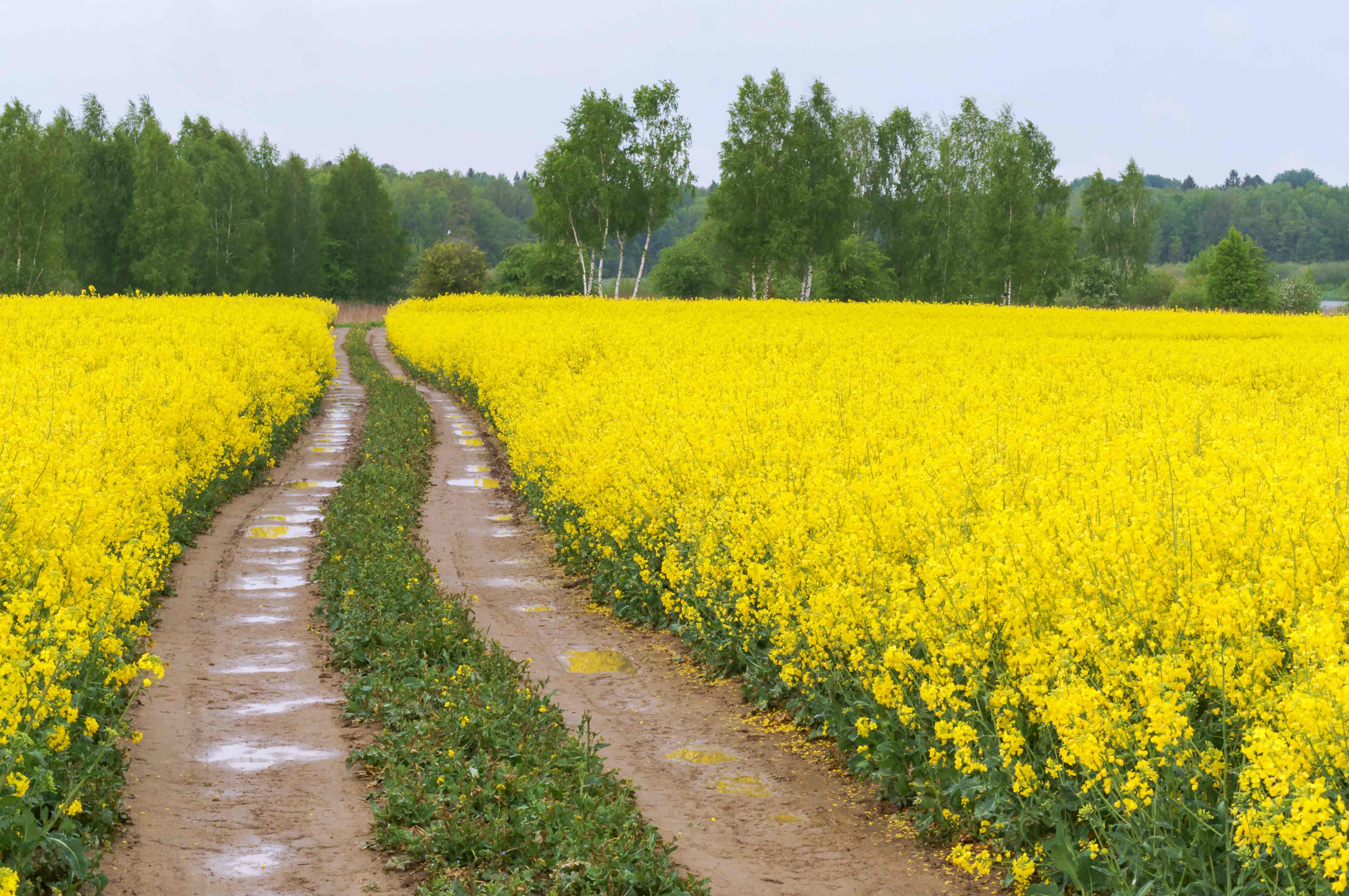 Canola Oil - Homa Resources Sdn. Bhd.